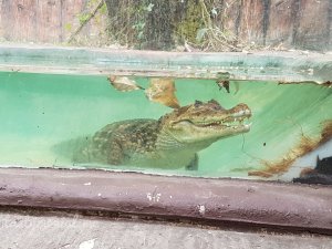 Crocodile Jaguar Trail Walking Route Night Safari Chiang Mai